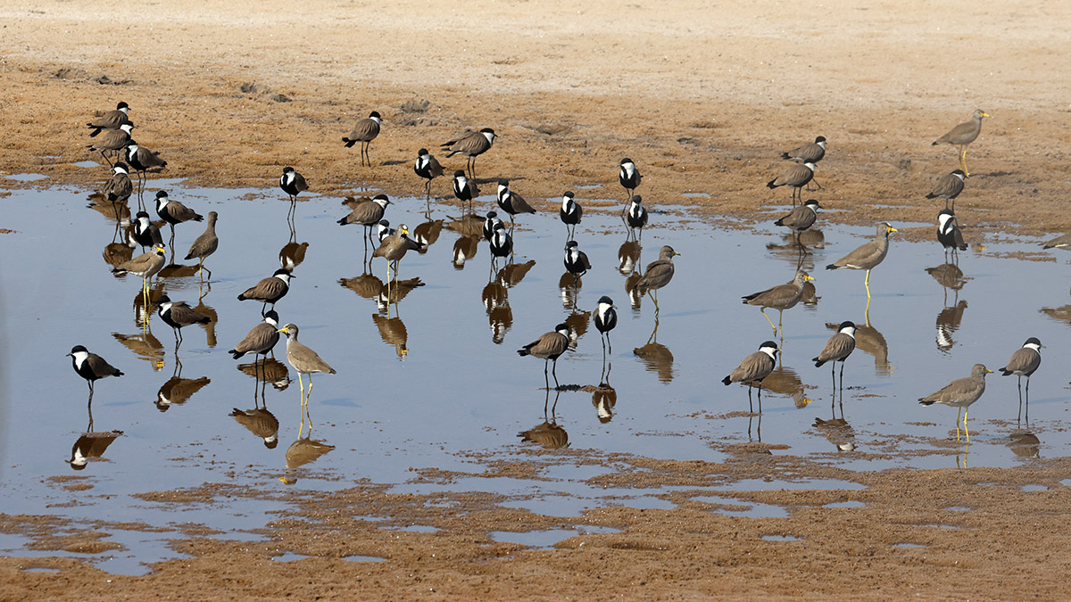 Spur-winged Lapwings en African Wattled Lapwings